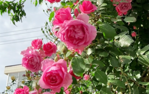 ��ɫ��ɳ��ʯ�����g������������Ļ�