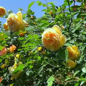 �S�ֽ��ϣ������ɫ���S���¼�