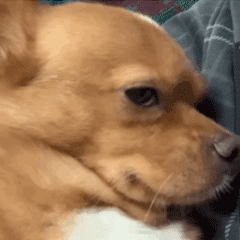 ؓ�����۵��ϰ�������ĵ��D׌�o����Ҫ���ֆ���