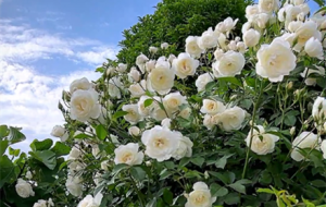 ���ֵ��ɫ�W����׌��۵��Ŀ���