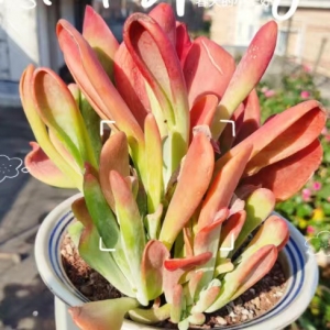 ��������������ۺ������Є�