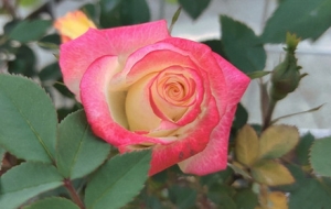 �������v�����ݲݣ���������