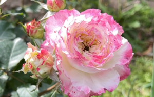 �¼�����һ����ɫ��������ζ