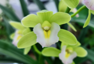 �m���Ĺȟo���R���ͷN�|܎�z����