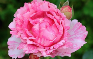 �W�¿��W����Ҋ�ÿ��Ļ������o�ゃ