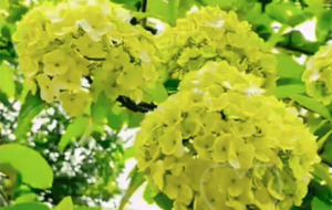 �C�򻨣����F�\�� ʮ���@�G