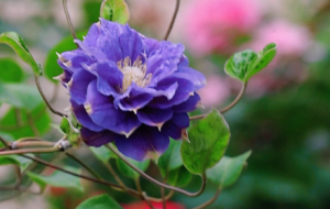 �F��ɏ������ĵ�� ��������