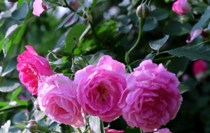 �\��ʢ���� ���g����Ⱦ