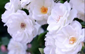 �ٱ�ɽ�¼������G���� �ɚ��h�h