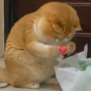 �ͽB�d�T�߱� ��ꎵ������F���y��...