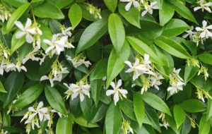 ��Ī��ɽ����Ȼ�c���ĵĲ�����