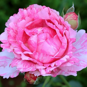 ���Ҫ�u�x�¼��ʺ󣬷���ܽĪ�٣�