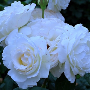 �¼��ж��f����Ʒ�N���������ゃ�İ�