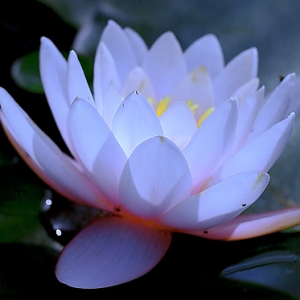 ���������Ⱦ�����i������