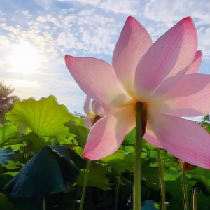 ���L�p���� ���ɡ������