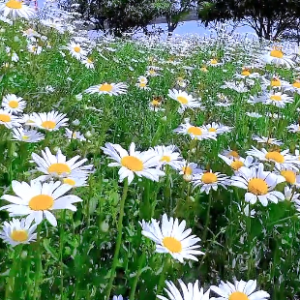 ��һ̎���_����һ�ݵ�Ȼ