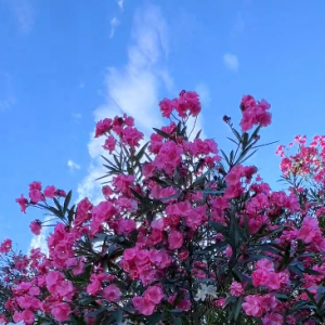 �����գ��t�����g�ĊA���һ���