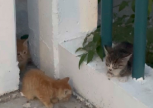 �ɐۣ����Q���@��߅����ֻС����