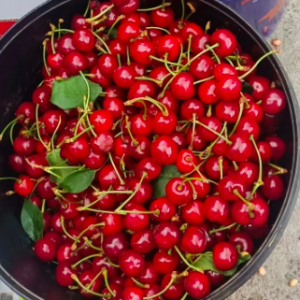 ���ģ���С���ӡ��Ͼ����ɿɐې�