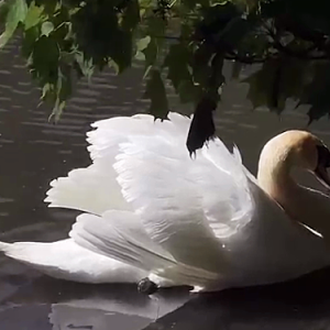 ���մ�n����Ŀ���⣬����С�Z