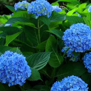 �C�򻨣������ζ�����