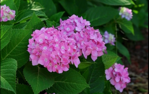 �h�x�������� �H������Ȼ������