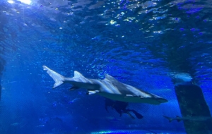 ���՝u�� �򿨺����^