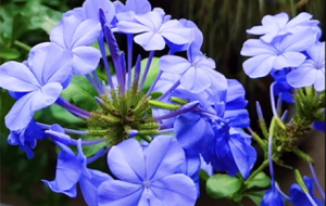 ���������е���һĨ�{ ��ˬ����