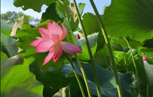 ����һ���p�ɼ���������ɻ��S�L�[��