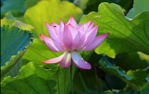 �ɚ⃺�h�h���ɻ�����`��