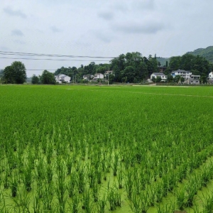 �ǂ����r(n��ng)��ļң���Ҳ�ز�ȥ�ˣ��H��֮�gզҲ�����T�ˣ�