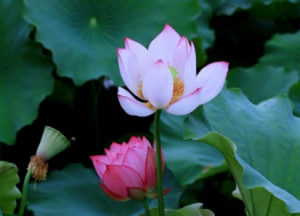 �ɻ����������������g��Ů����������