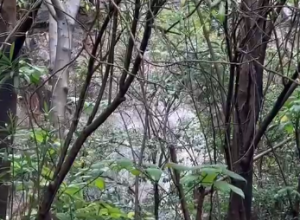 ������÷���µĔ�ɽ�ٲ������L�L��Ϣ����ɽ��