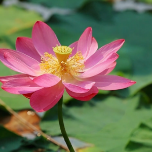 Ը��һ��ɏ�����಻Ⱦˮ����