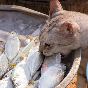 �͓��H�ݵģ���͵���l(xi��ng)�����Y���ҡ���