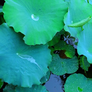 �������� ����һ�N�≺��������һ�N��й