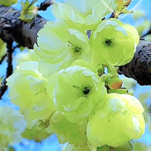 �S�ģ����_�ɾ����M������