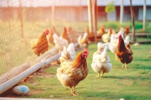 �� �f�ˈ���u�����{�Q���]�뵽��Ҳ������