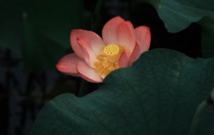 �`��ź����̎ ����p�������r