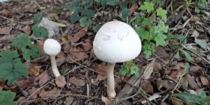 �t���חU�U������һ���ɰ��