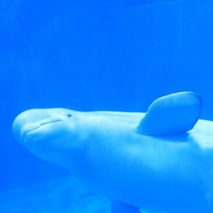 �����^һ���Σ��ի@����ϵ�옷