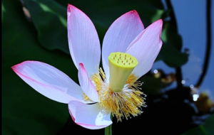 �L�����~�� ��Ӱɢ���g