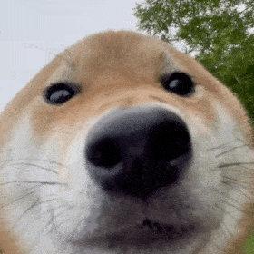 �����Ԓ��İ����y��ʲô��˼��