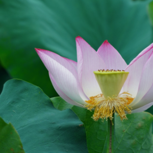 ʢ�������ƺ��㣬�s�Q