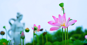 �p�ܺɻ��@�S�ģ��r�����£��ɻ���¶