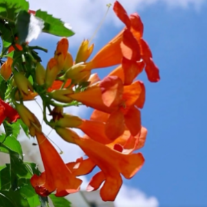 ÿһ�Εr�ⶼ�������ɏ��Ƶ�����