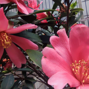 �S�ģ��L�ܜ�������Ҳ׌���Ą�