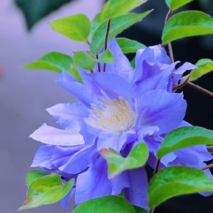 �p����������һ������