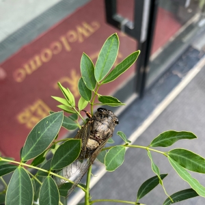 �������s���X��������������