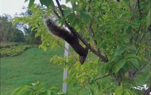 ���ɽ���@Ұ��С������]��̫�ɐ���